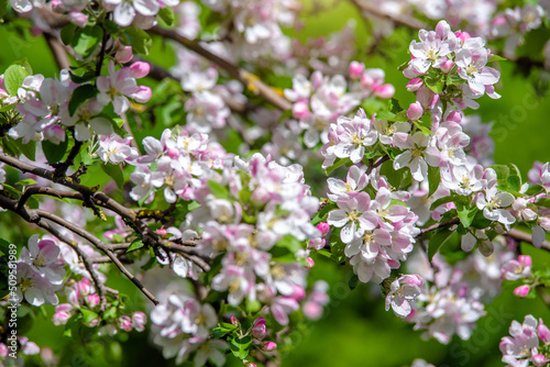 appletree blossom branch in the garden in spring  © licvin