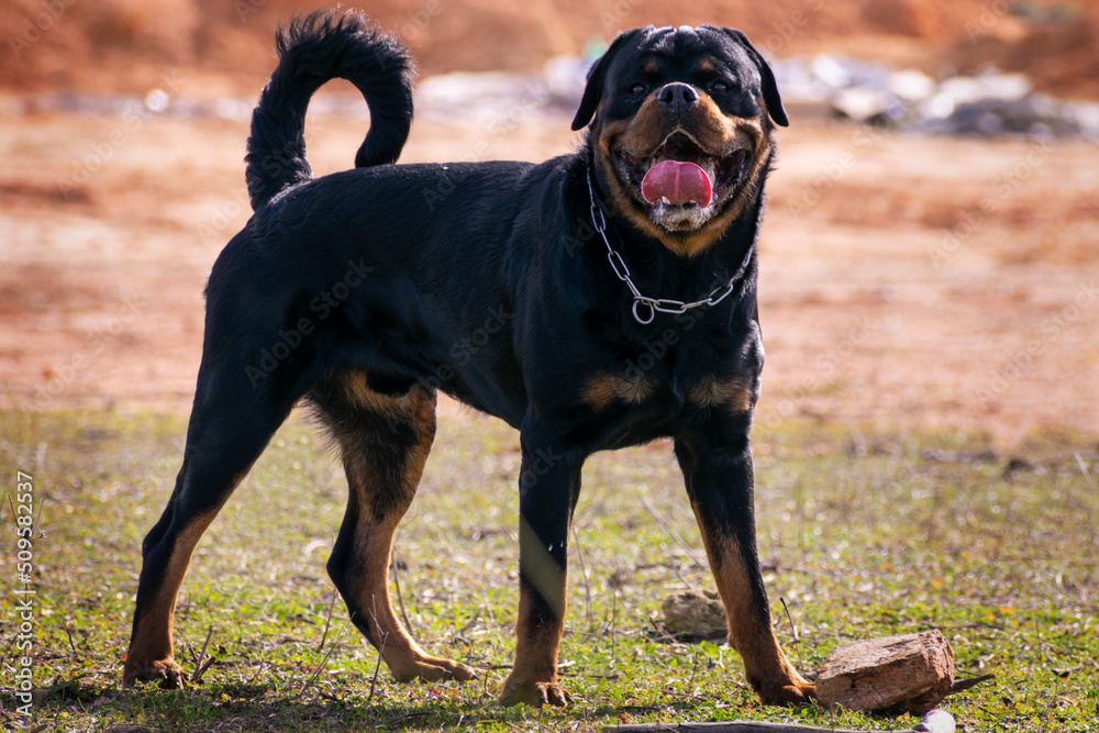Male Rottweiler with a long tail in a field posing without a muzzle ...