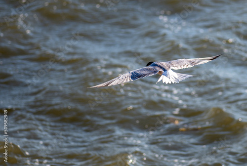 Izmir City Forest is like the lungs of the city inside the city. Here  sea terns seek food in a constant hustle and bustle.