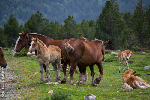 Poulain et chevaux des montagnes pyrénéennes