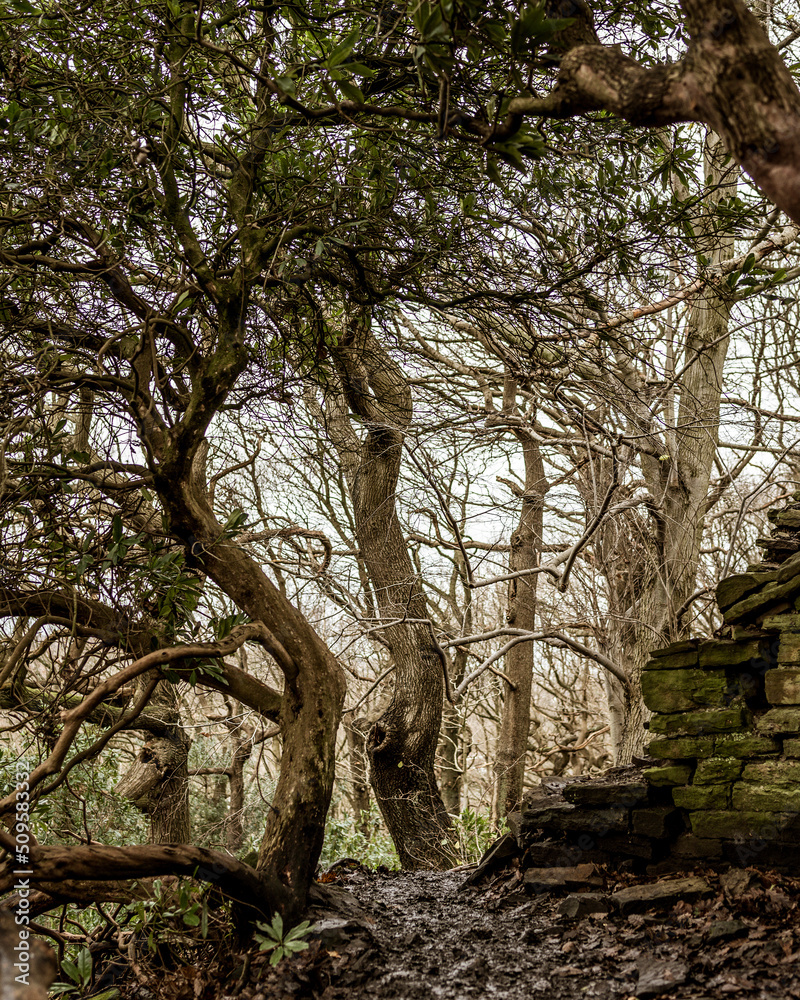 Fototapeta premium Twisting trees in the forest
