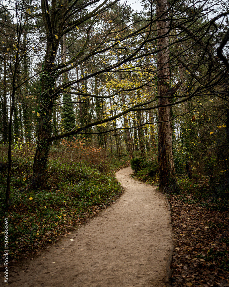 Fototapeta premium Winding path in the forest