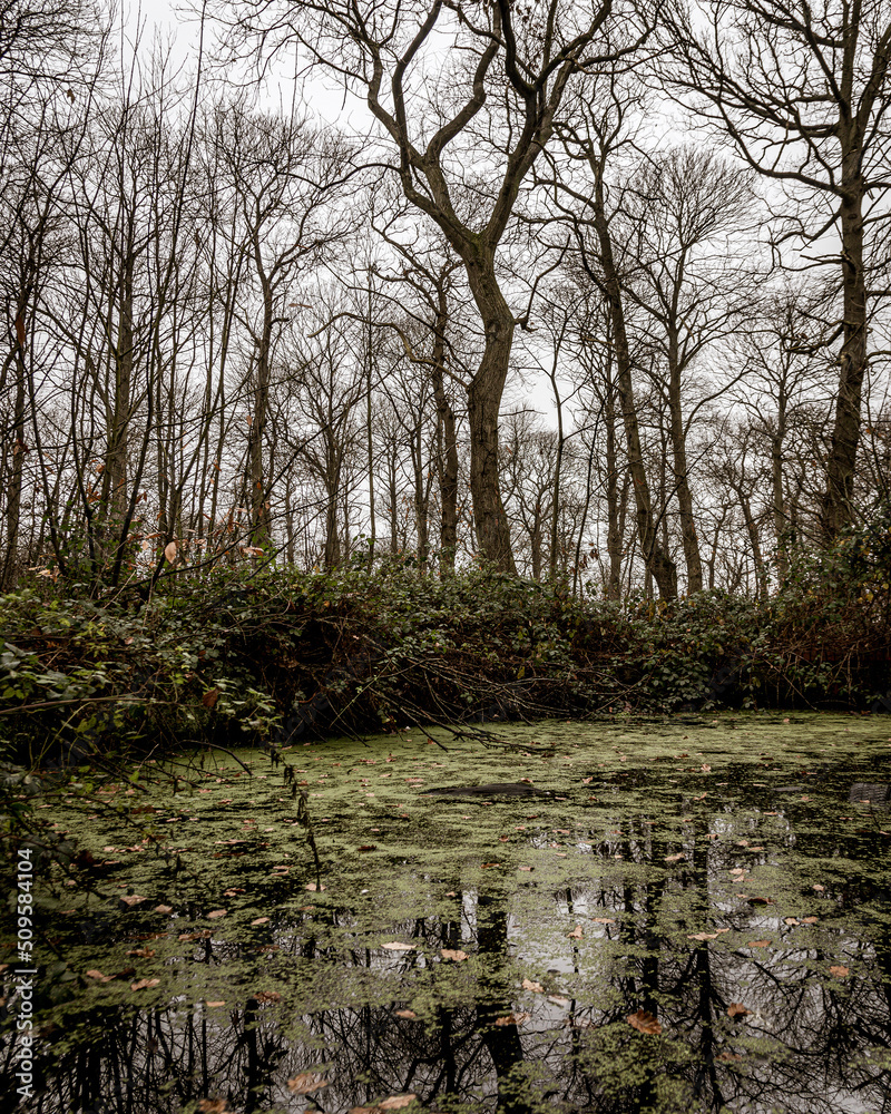 Obraz premium river in the forest