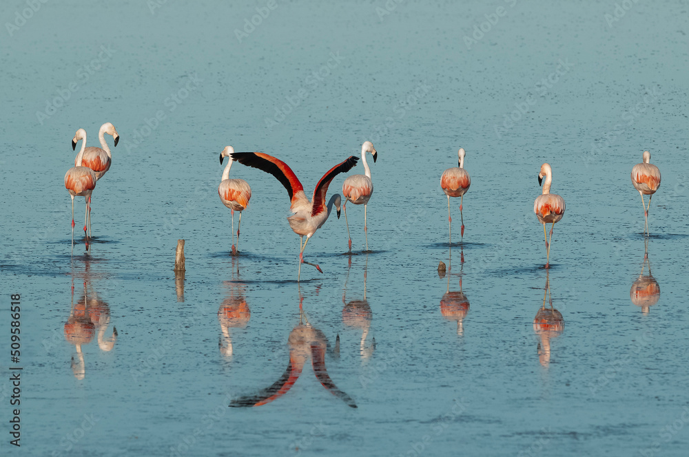Obraz premium Flamingos rest in a salty lagoon, La Pampa Province,Patagonia, Argentina.