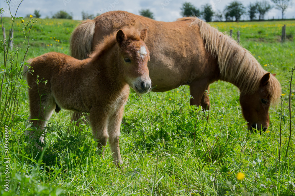 Fototapeta premium Poney dans leur prairie