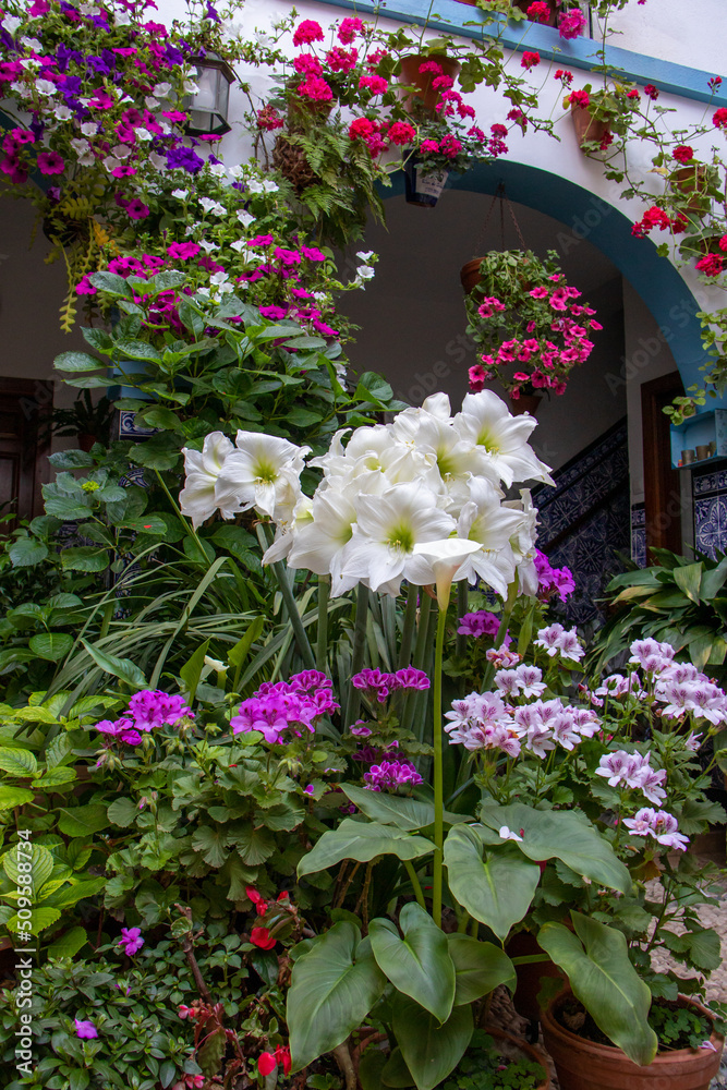 Patio full of flowers in spring, Cordoba, Spain.