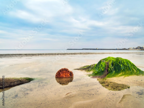 Scallop shell against algae-covered rocks - Lyme Regis photo