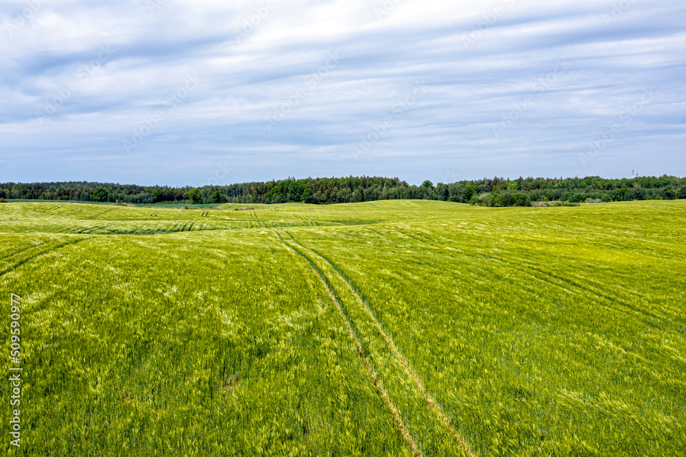 rural landscape with a cereal field on a windy and cloudy day, aerial drone photography