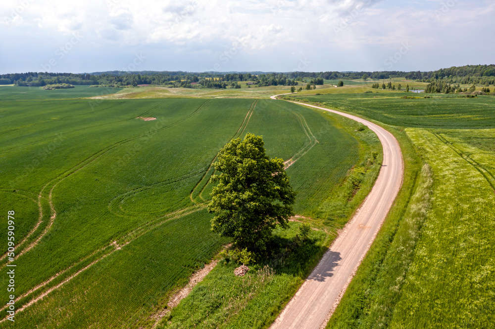 rural landscape with agricultural fields, roads and lonely trees, drone photography