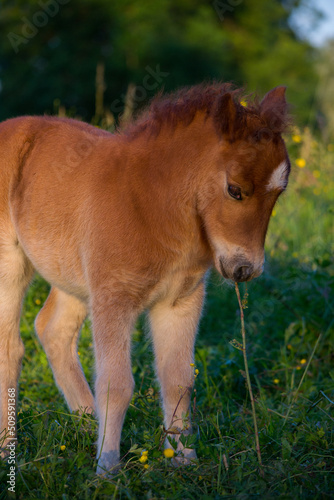 Poney dans leur prairie