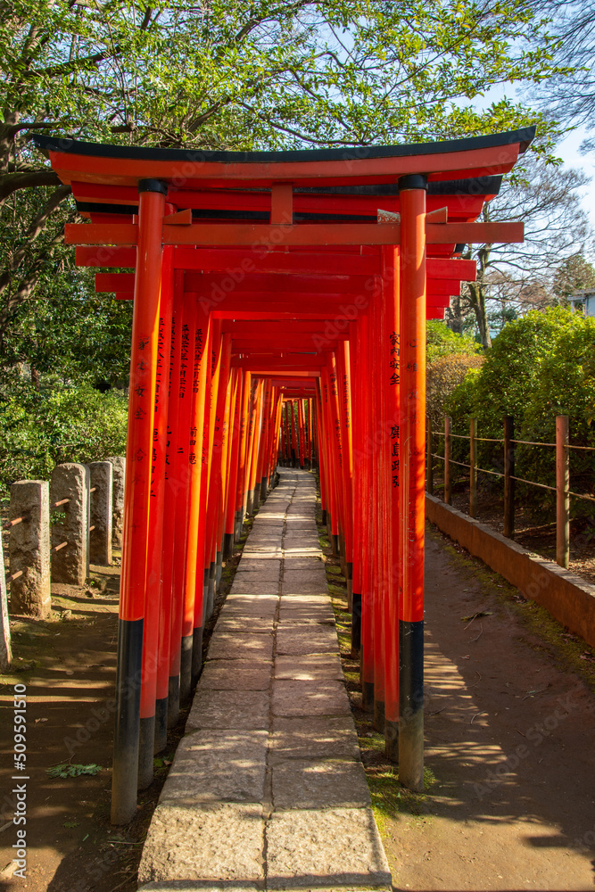 Naklejka premium Path of torii at the medieval Nezu Shrine located in the Bunkyo ward of Tokyo
