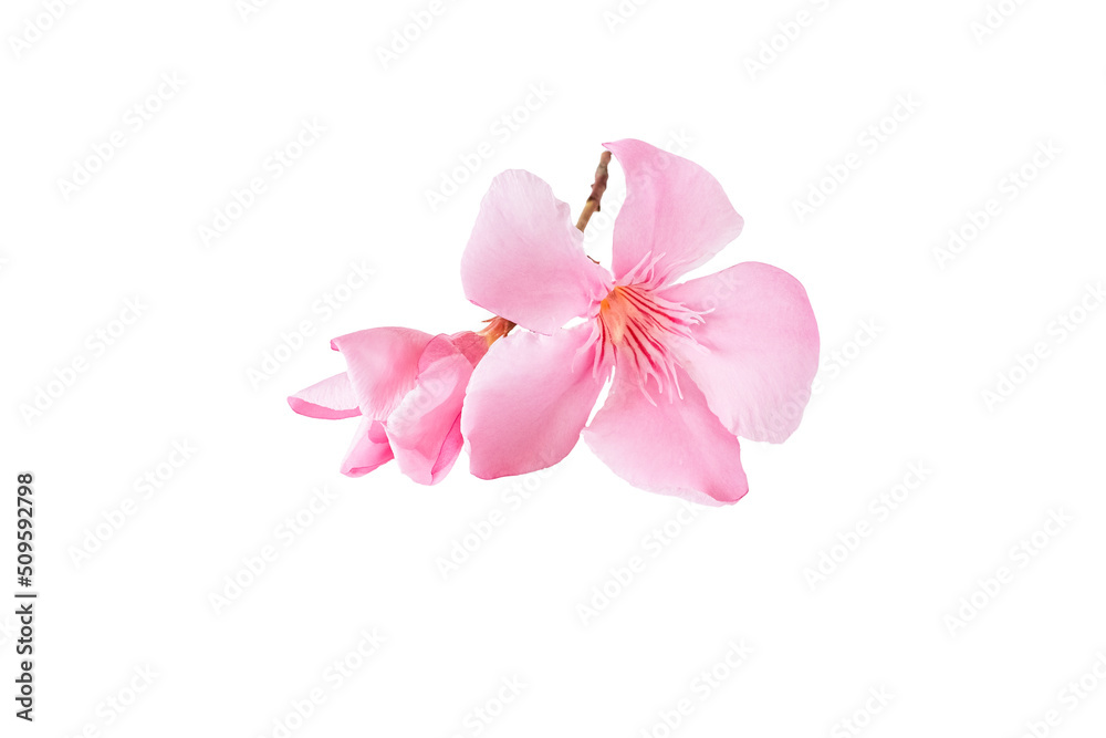 pink oleander flower and leaves isolated on white background