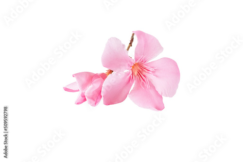 pink oleander flower and leaves isolated on white background