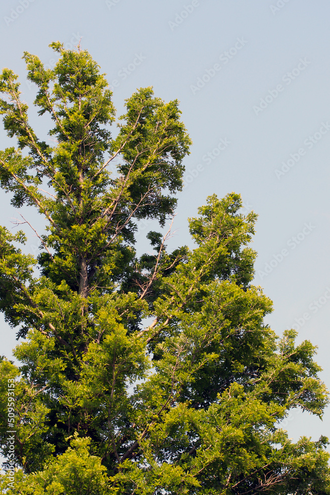 Green Fir tree and blue sky background photography. Green Fir tree and blue sky background photography.