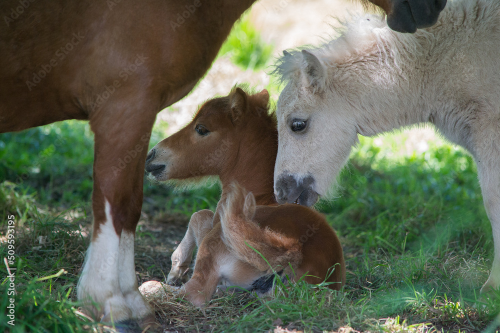Fototapeta premium Poney dans leur prairie