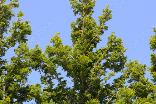 Green Fir tree and blue sky background photography.