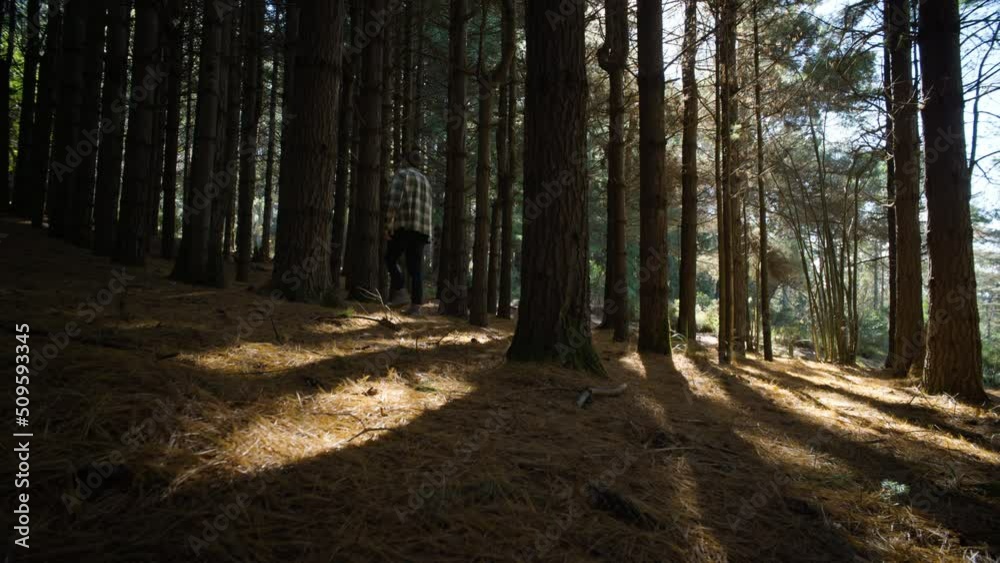Tall young man exploring a woodland forest with tall pine trees, pine needles covering the ground and sunlight shining brightly on the ground below. Low angle wide shot with smooth sliding motion.
Tall young man exploring a woodland forest with tall pine trees, pine needles covering the ground and sunlight shining brightly on the ground below. Low angle wide shot with smooth sliding motion.