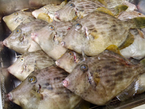 Lot of delicious saltwater fish 