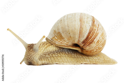 Garden snail with shell isolated on white background.