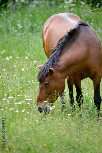 brown horse graze in a field in the summer
