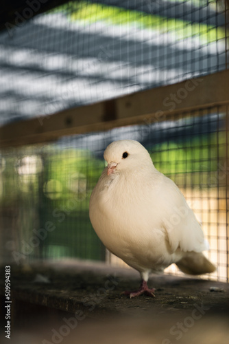 White pigeon / dove in a birdcage