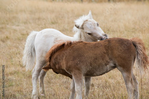 Poney dans leur prairie