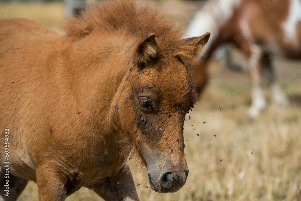 Poney dans leur prairie