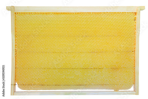frame with wax filled with bee honey, isolate frame