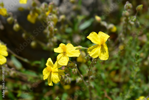 Common rockrose