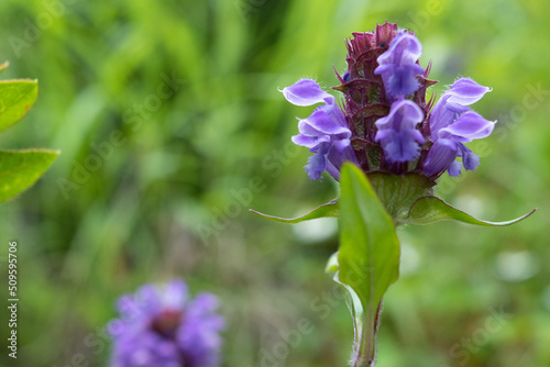 Selfheal flower in the field, close-up photo