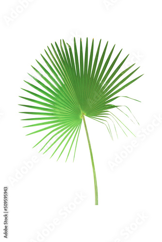Palm leaves isolated on white background include clipping path