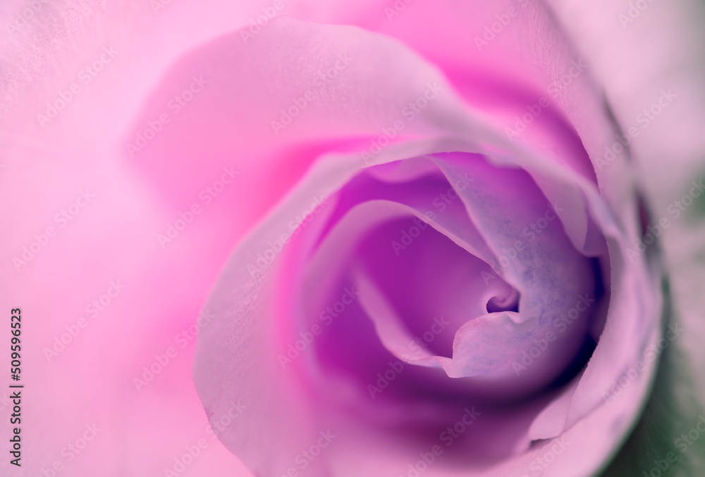 rosebud macro photo. marriage and romantic relationships and valentine's day themed background rosebud macro photo. marriage and romantic relationships and valentine's day themed background
