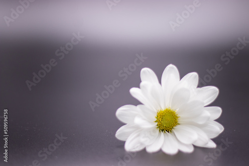 White Daisy Flower on Lower Right Grey background horizontal image