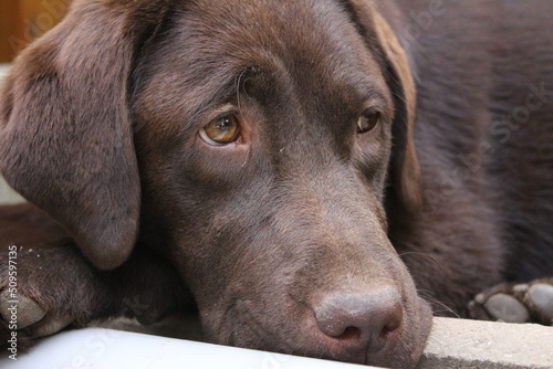 Brauner Labrador-Retriever. Nahaufnahme des Hundegesichts. Labrador-Welpe. Haustiere im Garten. Die natürliche Umgebung für Tiere. Reinrassiger Labrador. Stammbaum. Schläfriges Hundeprofil. Der beste 