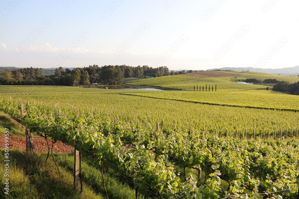 Fototapeta premium Vine Malbec