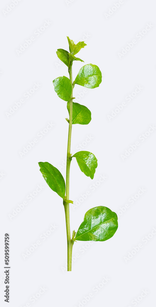 Fresh green leaves branch isolated on white background clipping path include.