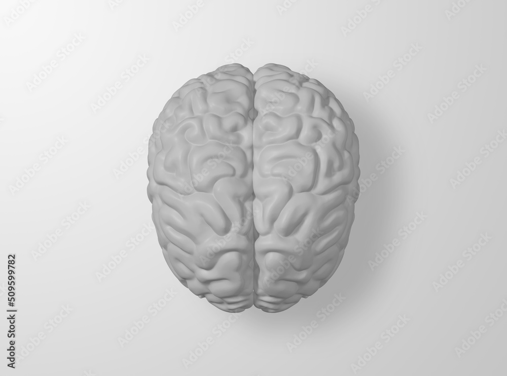 White Human brain on white background, 3d Rendering Image.