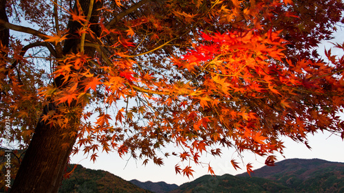 紅葉もみじのグラデーションがきれいな風景背景　　バックイメージ　きれいな青空ともみじ狩り