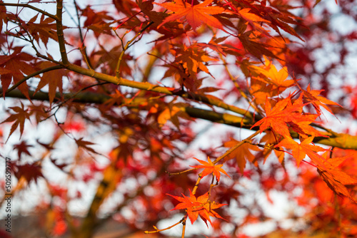 紅葉もみじのグラデーションがきれいな風景背景 バックイメージ きれいな青空ともみじ狩り