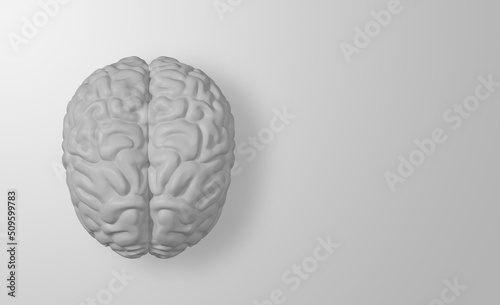White Human brain on white background, 3d Rendering Image.