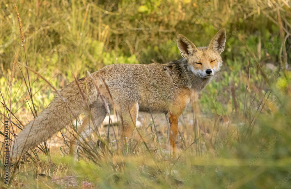 A fox, in an open field in the dunes of Hadera Park, Israel A fox, in an open field in the dunes of Hadera Park, Israel
