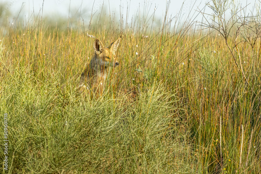 A fox, in an open field in the dunes of Hadera Park, Israel A fox, in an open field in the dunes of Hadera Park, Israel