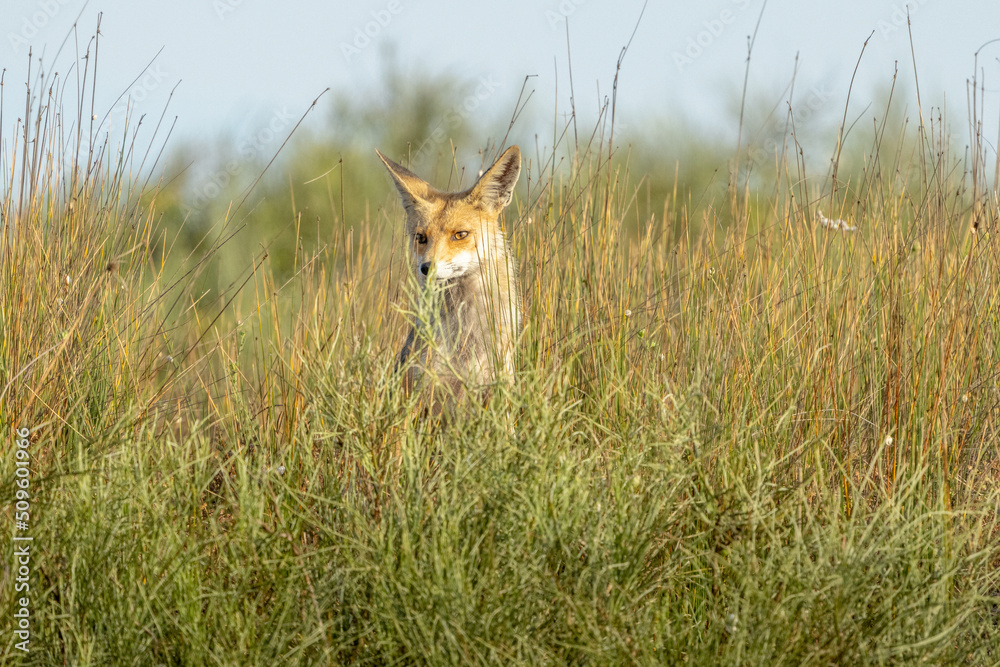 A fox, in an open field in the dunes of Hadera Park, Israel