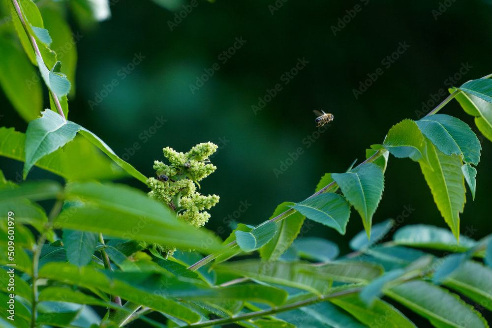 Obraz premium Unique photo of a bee in full flight, taking off from a staghorn flower