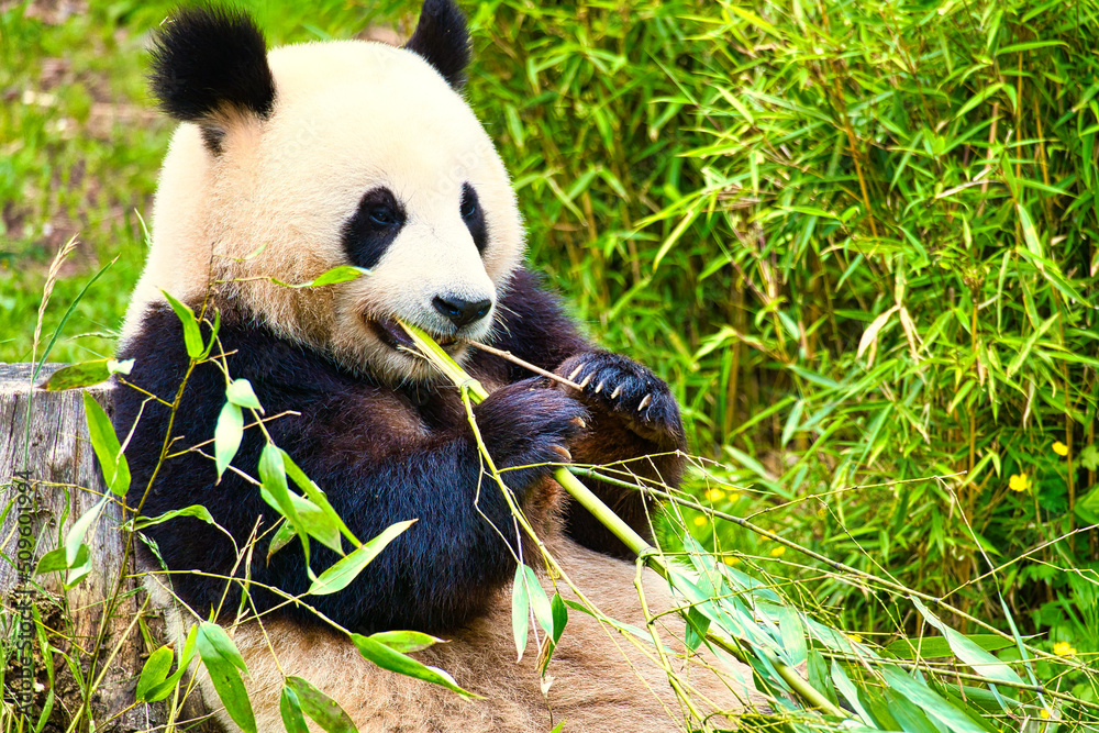 Fototapeta premium big panda sitting eating bamboo. Endangered species. Black and white mammal