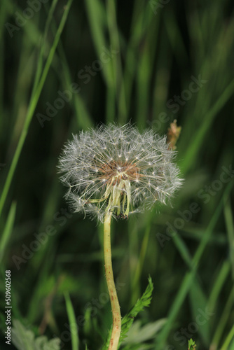 dandelion seeds are thrown in the wind