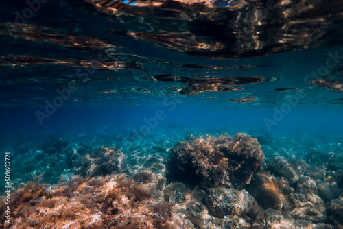 Underwater view with bottom stones and seaweed in transparent ocean