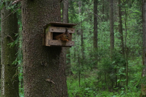 wild squirrel sitting in the birdhouse and eating nuts