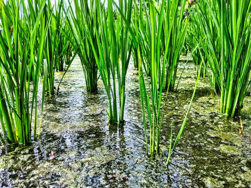rice plants that have grown 