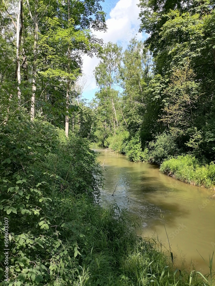 river in the forest